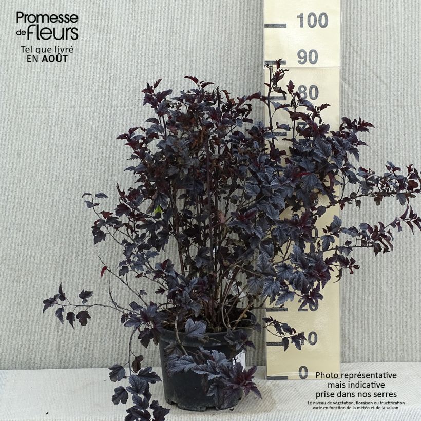 Ejemplar de Physocarpus opulifolius All Black - Physocarpe noir en pot de 7,5l/10l entregado en verano