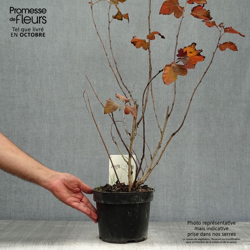 Ejemplar de Physocarpus opulifolius Amber Jubilee Maceta 3L/4L entregado en otoño