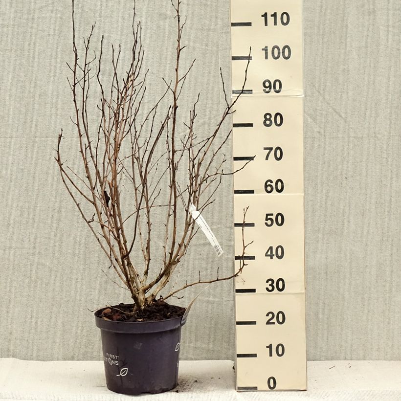 Ejemplar de Physocarpus opulifolius Amber Jubilee Maceta 7,5L/10L entregado en otoño