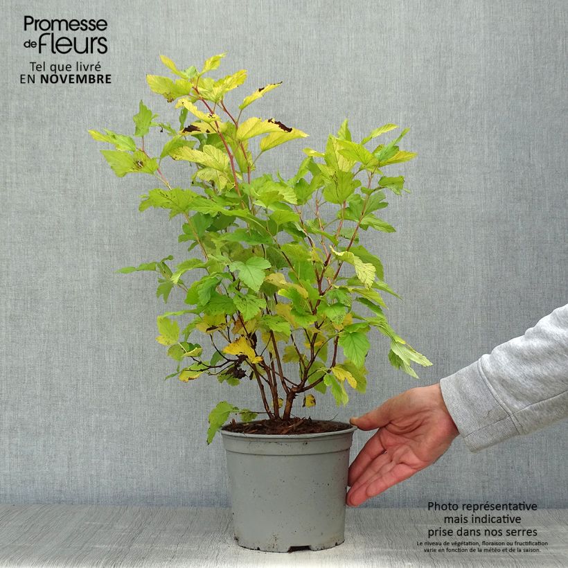 Ejemplar de Physocarpus opulifolius Angel Gold Maceta 3L/4L entregado en otoño