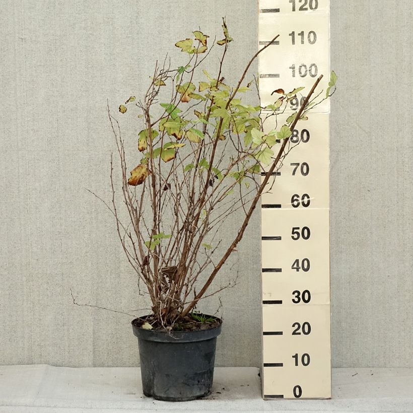 Ejemplar de Physocarpus opulifolius Angel Gold Maceta 7,5L/10L entregado en otoño
