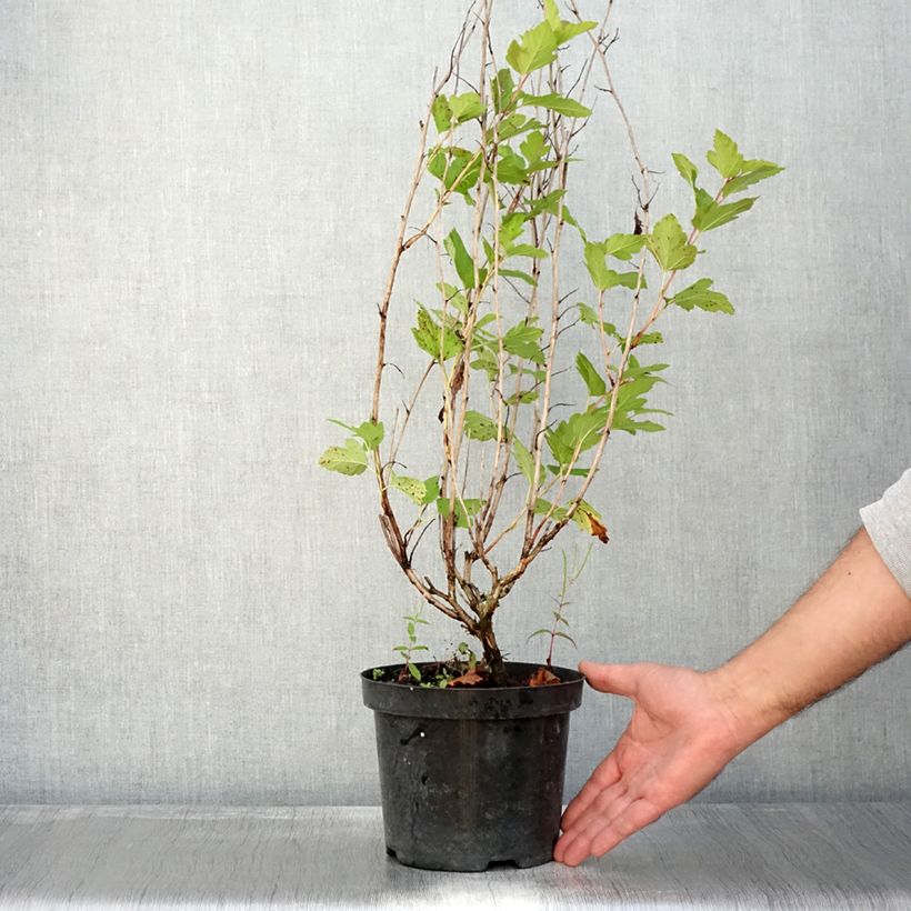 Ejemplar de Physocarpus opulifolius Anny's Gold Maceta 3L/4L entregado en otoño
