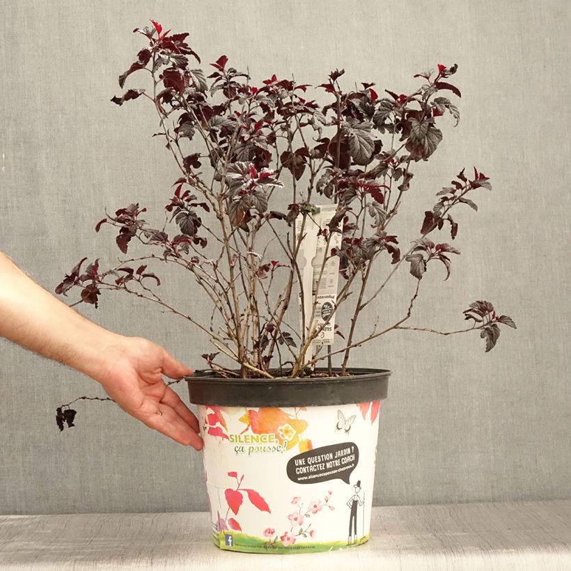 Ejemplar de Physocarpus opulifolius Black light Maceta 7,5L/10LAltura de entrega aprox. 80/90cm entregado en verano