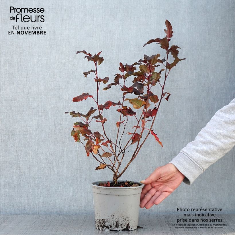 Ejemplar de Physocarpus opulifolius Diable D'Or Maceta 3L/4L entregado en otoño