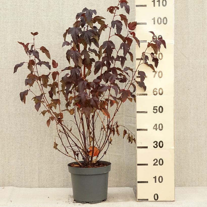 Ejemplar de Physocarpus opulifolius Diabolo Maceta 6L/7L entregado en otoño
