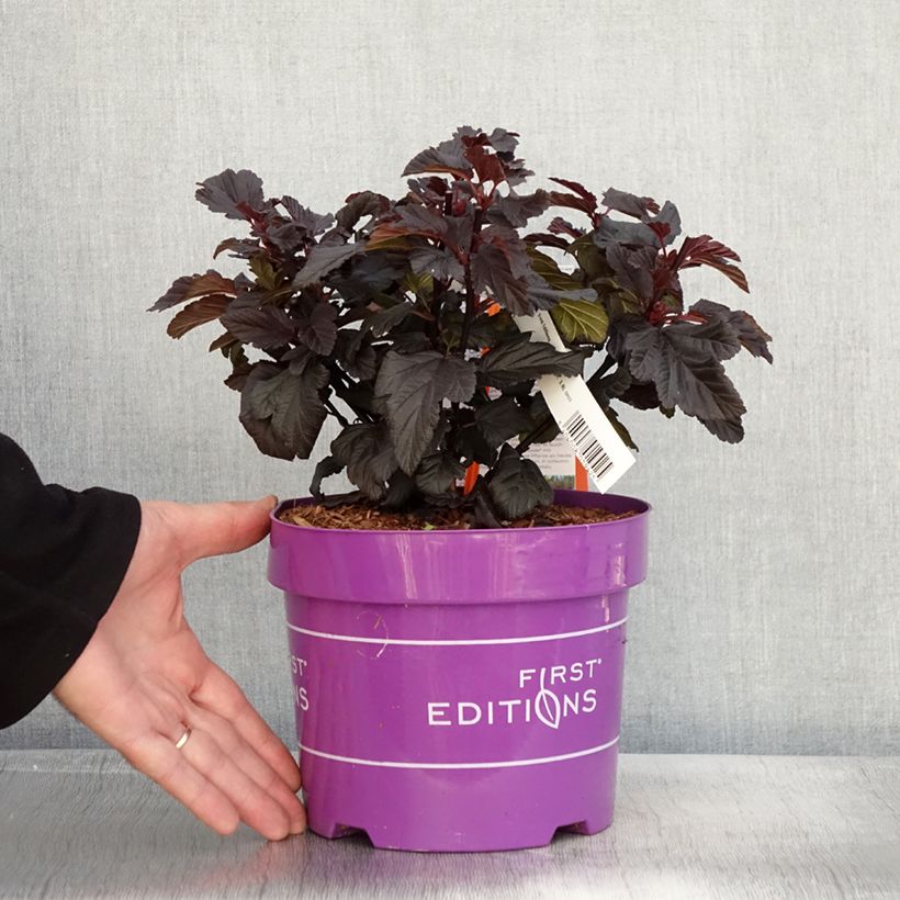 Ejemplar de Physocarpus opulifolius Fireside Maceta 3L/4L entregado en otoño