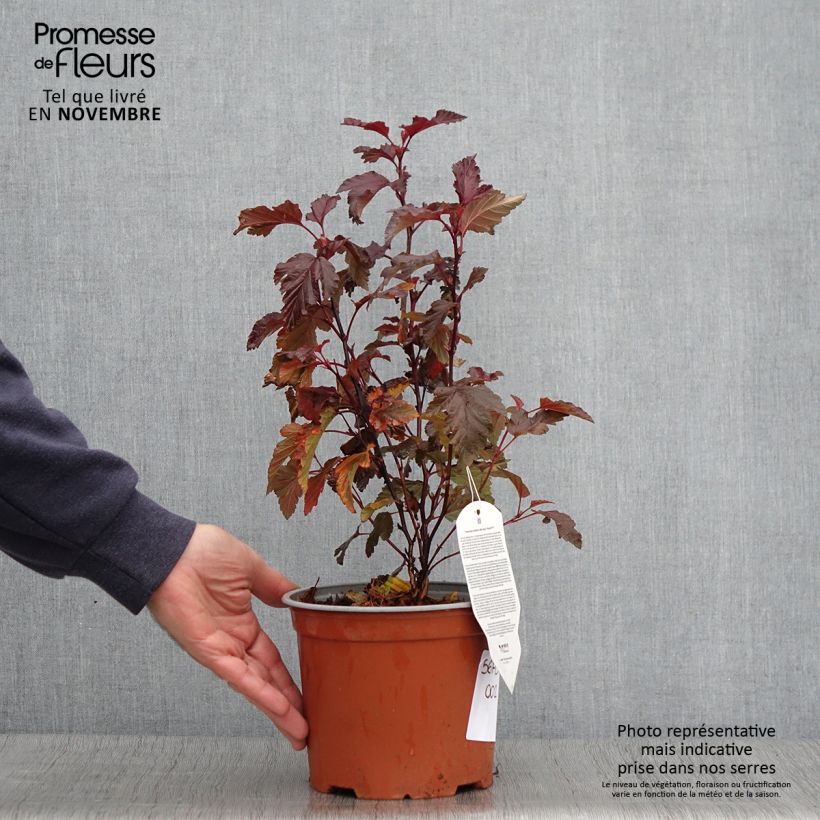 Ejemplar de Physocarpus opulifolius Little Angel Maceta 2L/3L entregado en otoño