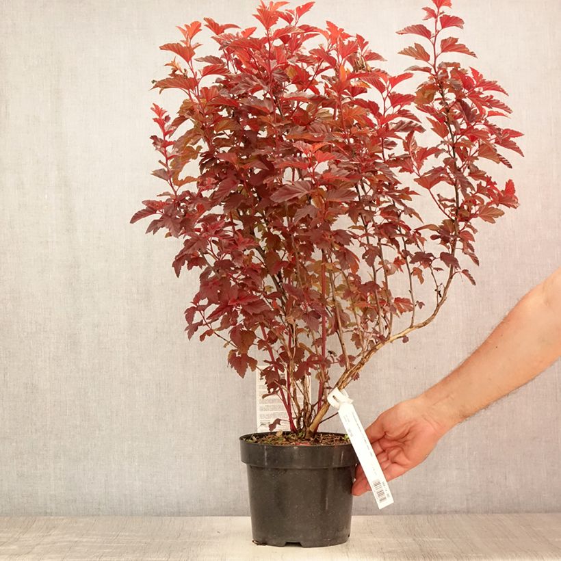 Ejemplar de Physocarpus opulifolius Little Angel - Physocarpe Pot de 2L/3L entregado en verano