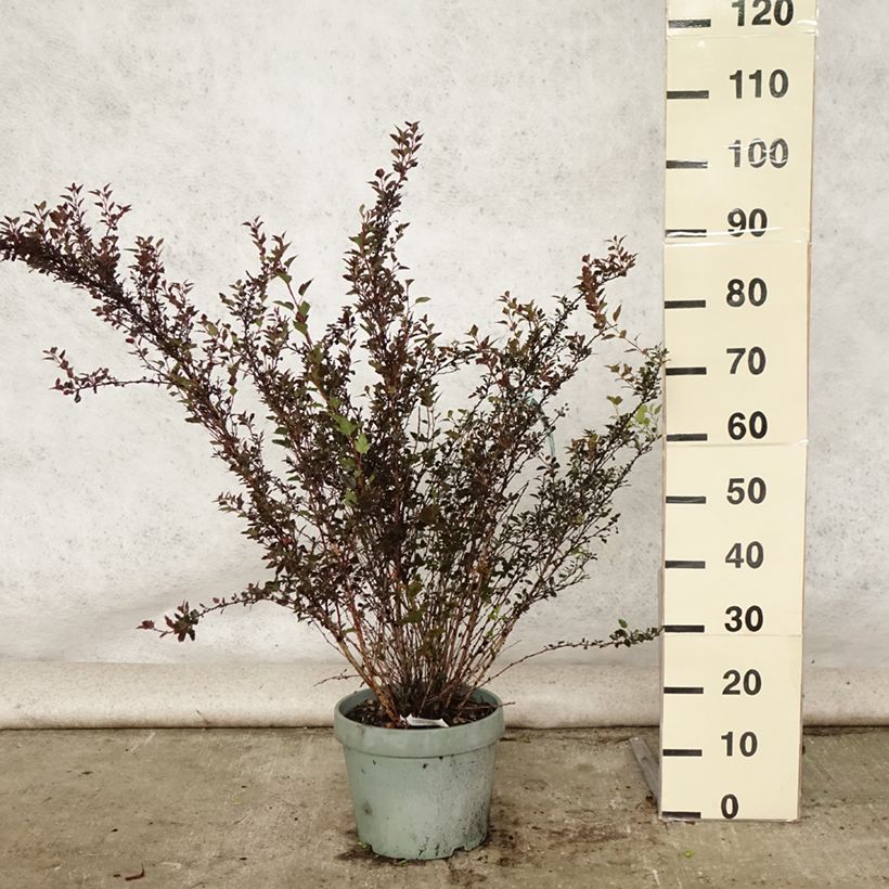 Ejemplar de Physocarpus opulifolius Little Devil - Pot de 10L entregado en verano