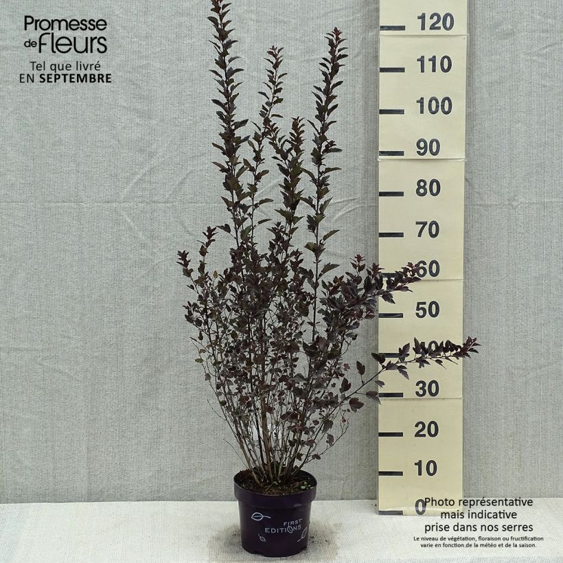 Ejemplar de Physocarpus opulifolius Little Devil - Pot de 3,5L entregado en verano