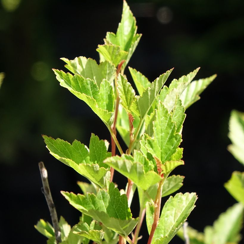Physocarpus opulifolius Little Greeny (Follaje)