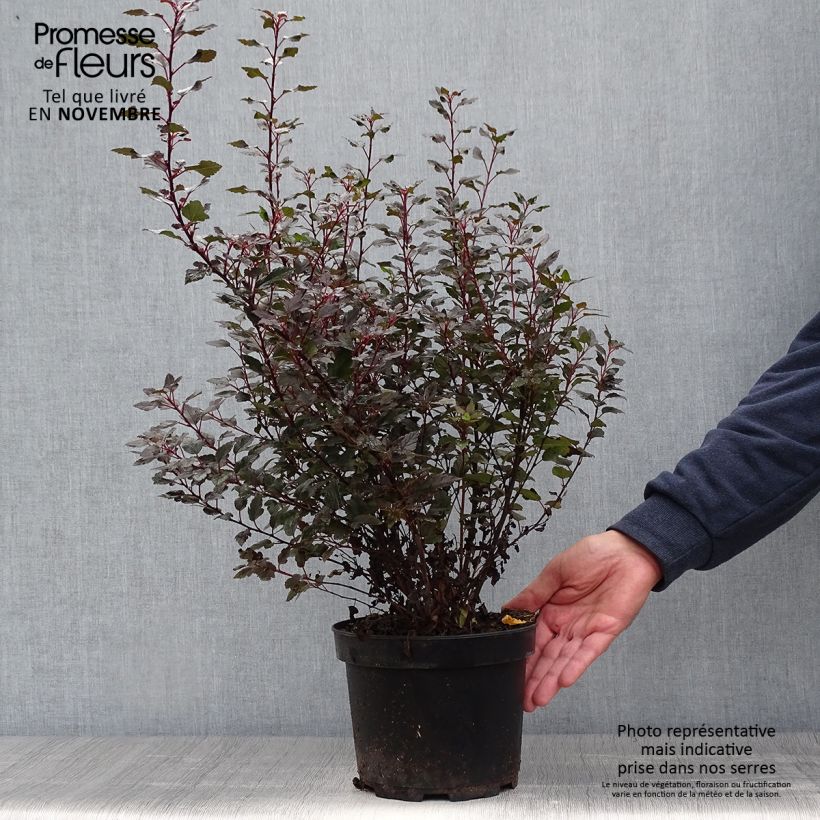 Ejemplar de Physocarpus opulifolius Little Joker Maceta 2L/3L entregado en otoño