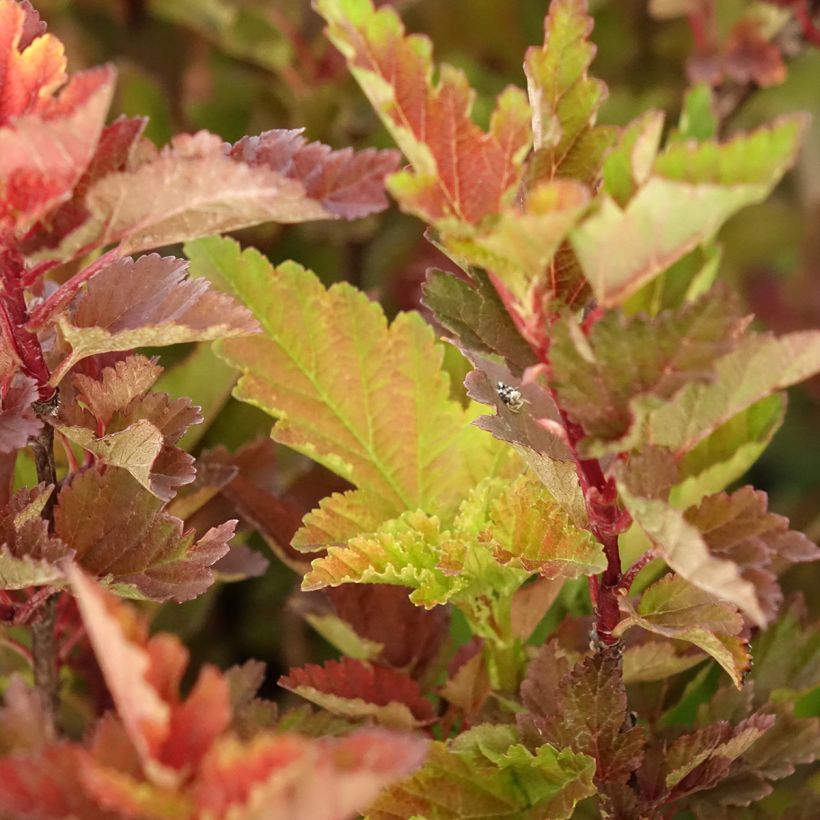 Physocarpus opulifolius Little Leena (Follaje)