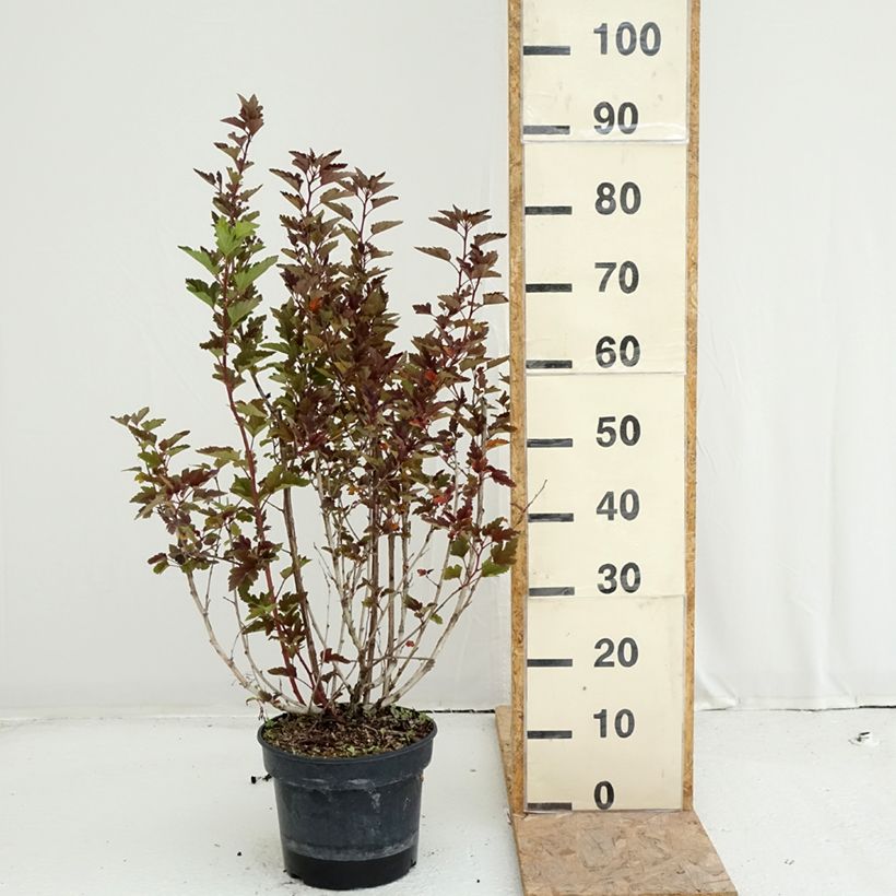 Ejemplar de Physocarpus opulifolius Little Leena Maceta 4L/5L entregado en verano