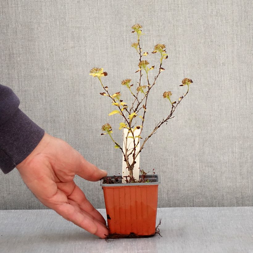 Physocarpus opulifolius Lucky Devil - Physocarpe - Godet de 8/9 cm Ejemplar entregado en la primavera