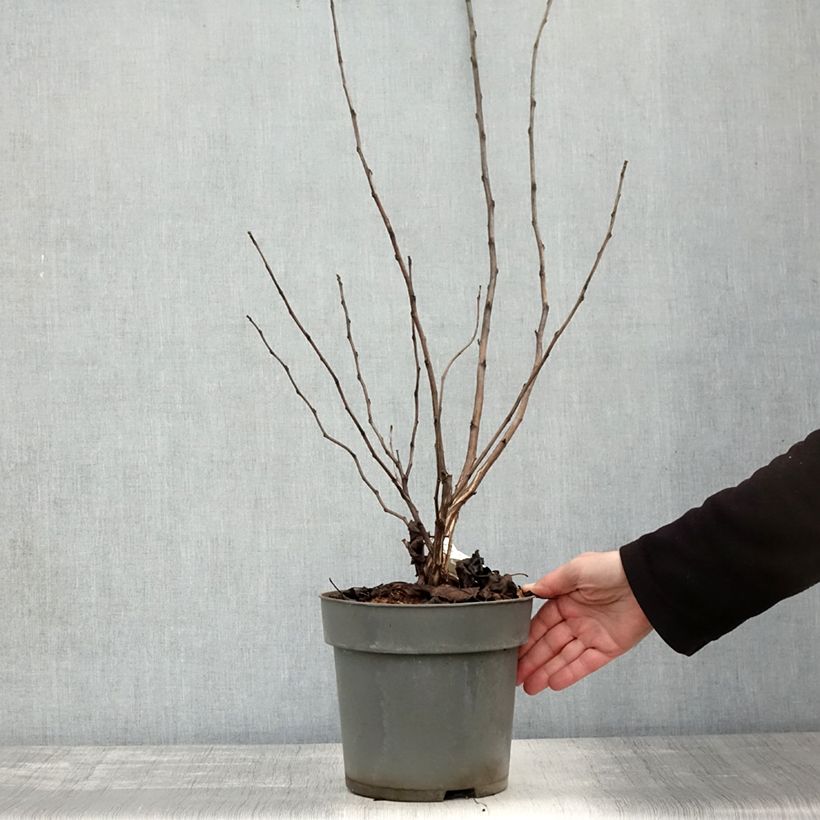 Ejemplar de Physocarpus opulifolius Magic Ball Maceta 3L/4L entregado en otoño