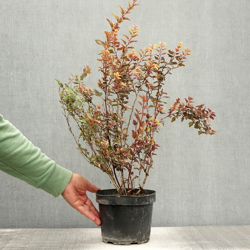 Ejemplar de Physocarpus opulifolius Magic Sweet Cherry Tea Pot de 3L/4L entregado en verano