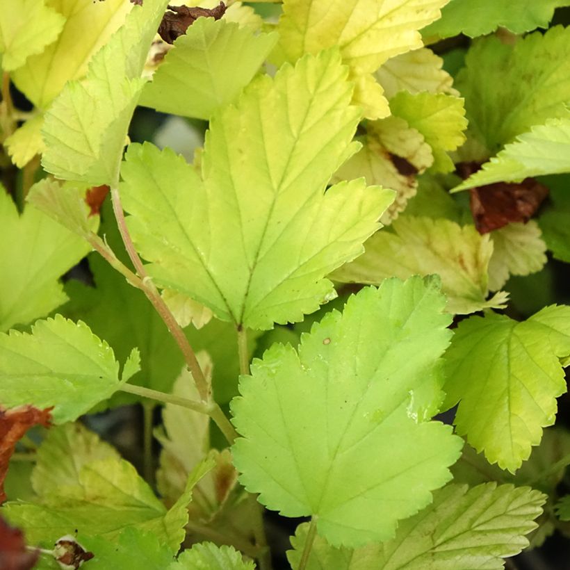 Physocarpus opulifolius Nugget (Follaje)