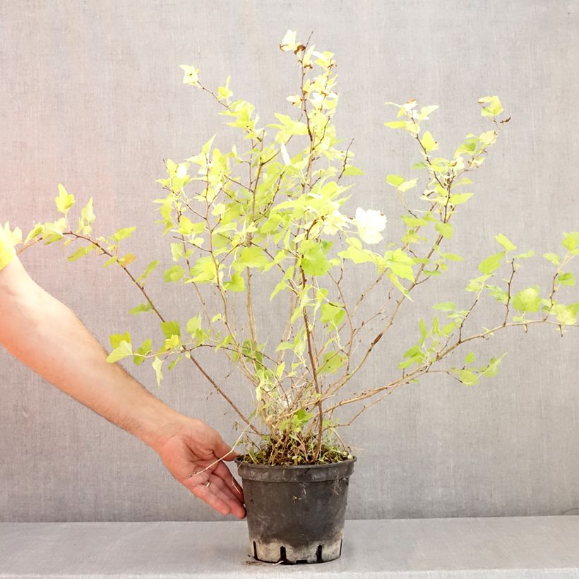 Ejemplar de Physocarpus opulifolius Nugget Maceta 3L/4L entregado en verano
