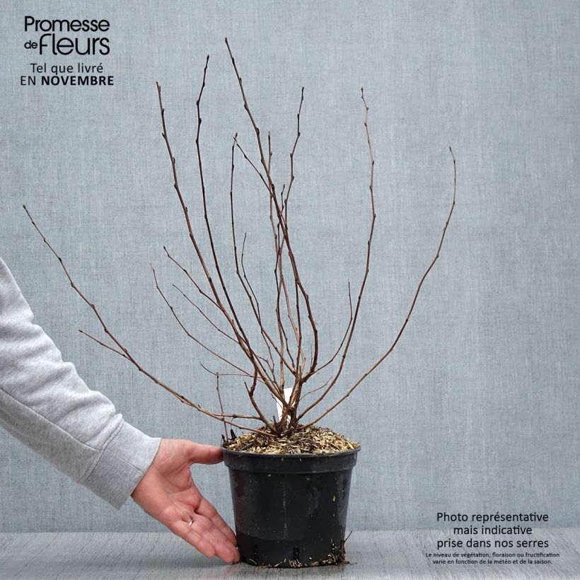 Ejemplar de Physocarpus opulifolius Nugget Maceta 3L/4L entregado en otoño