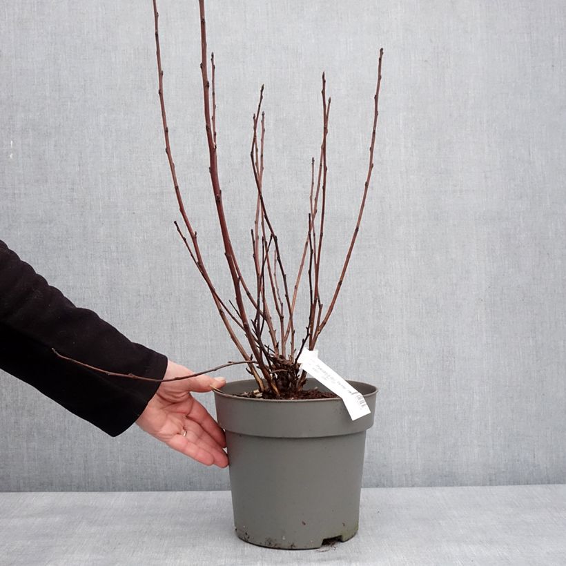 Physocarpus opulifolius Panther Maceta 4L/5L Ejemplar entregado en invierno