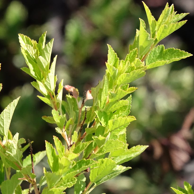 Physocarpus opulifolius Raspberry Lemonade (Follaje)