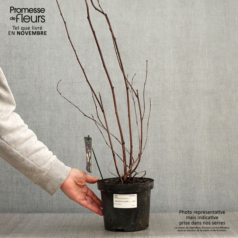 Ejemplar de Physocarpus opulifolius Red Baron Maceta 2L/3L entregado en otoño