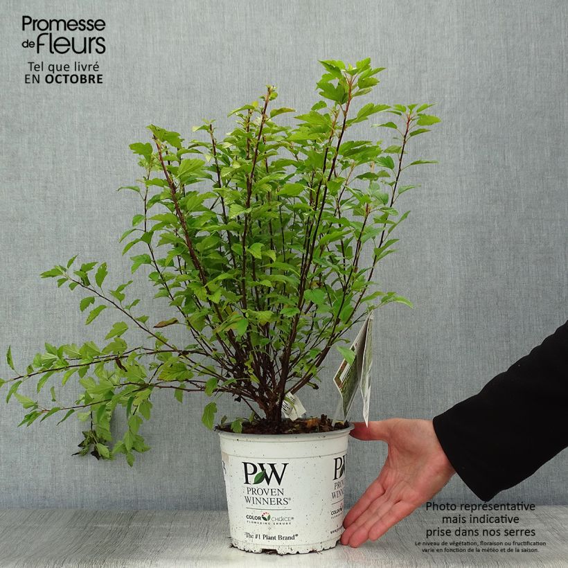 Ejemplar de Physocarpus opulifolius Tiny Wine Gold Maceta 2L/3L entregado en otoño