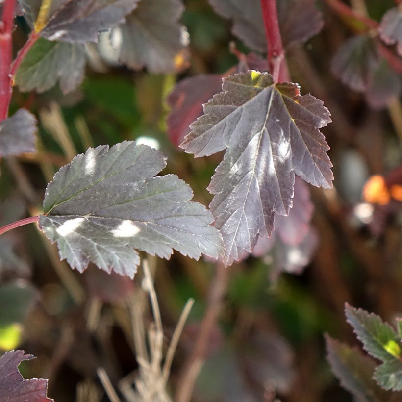 Physocarpus opulifolius Tiny Wine (Follaje)