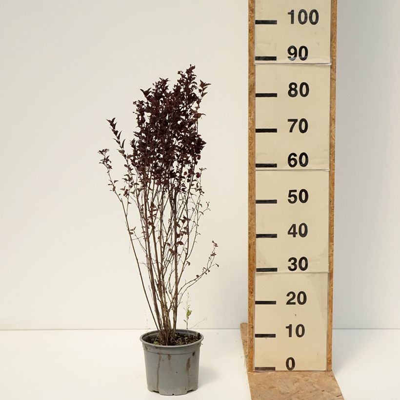 Ejemplar de Physocarpus opulifolius Tiny Wine Maceta 3L/4L entregado en verano