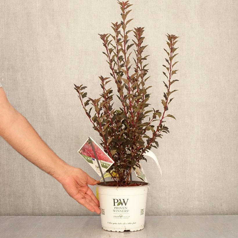 Ejemplar de Physocarpus Tiny Wine Maceta 3L/4L entregado en verano