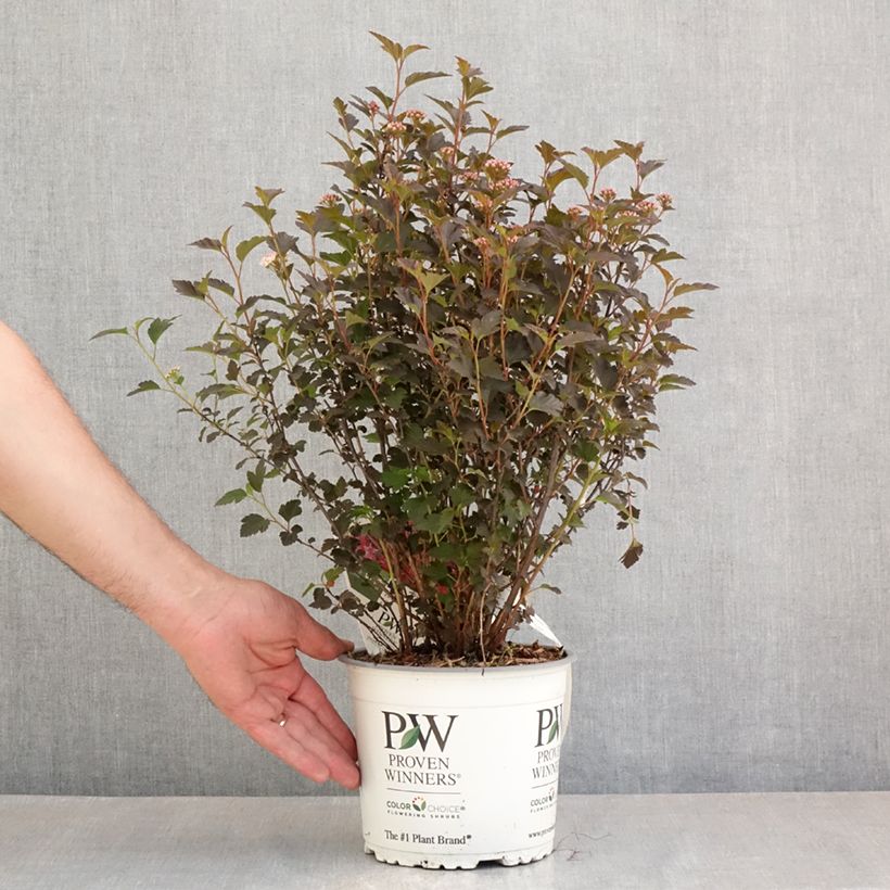 Physocarpus Tiny Wine Maceta 3L/4LAltura de entrega aprox. 40/50cm Ejemplar entregado en la primavera