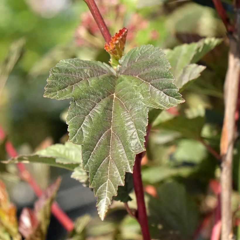 Physocarpus opulifolius Zdechovice (Follaje)