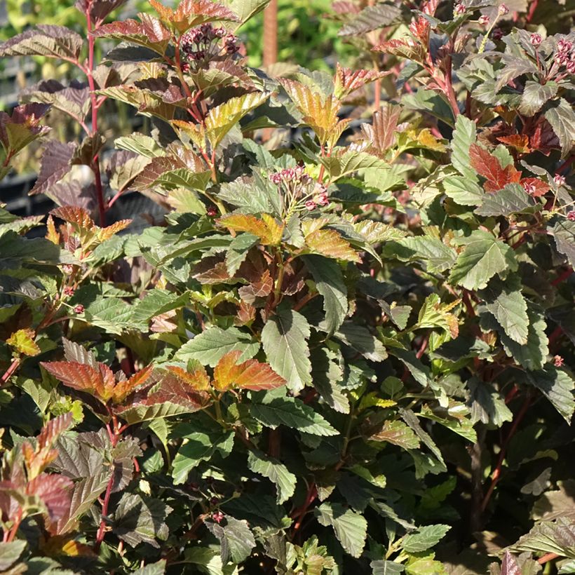 Physocarpus opulifolius Zdechovice (Porte)
