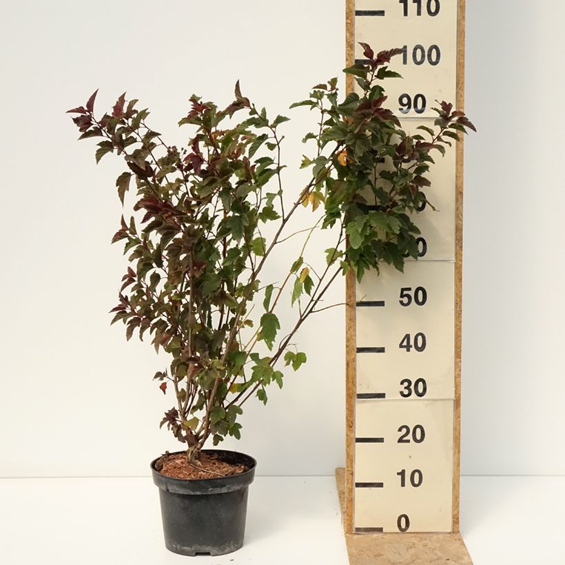 Ejemplar de Physocarpus opulifolius Zdechovice Maceta 3L/4L entregado en verano
