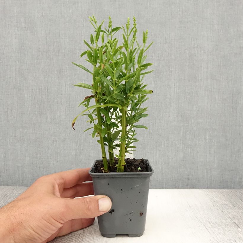 Ejemplar de Physostegia virginiana Alba Maceta de 8/9 cm entregado en verano