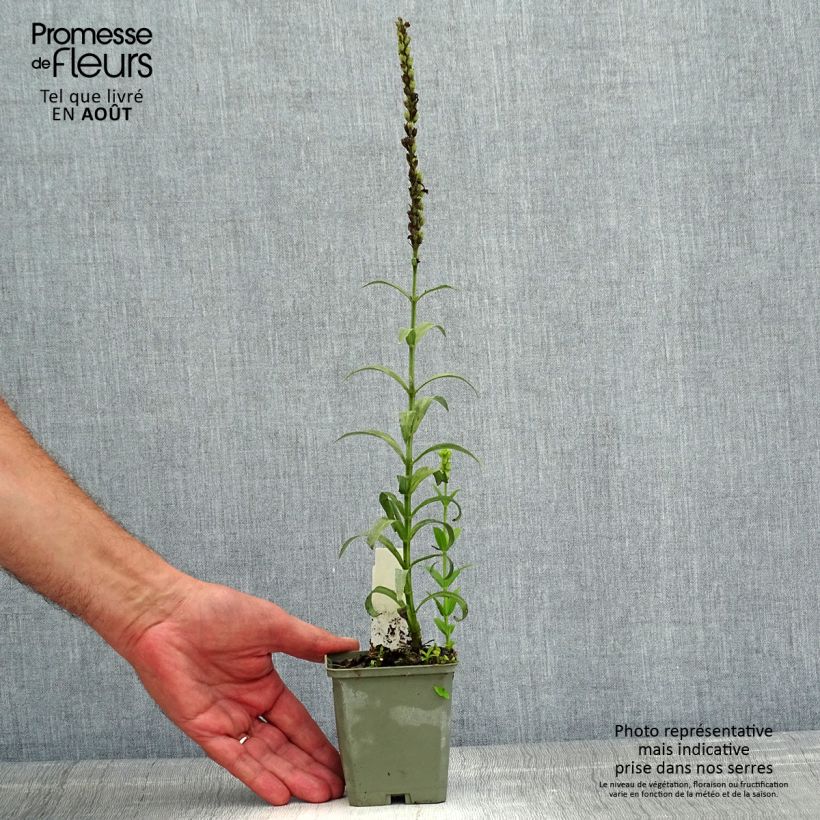 Ejemplar de Physostegia virginiana Miss Manners - Cataleptique Godet de 9cm entregado en verano