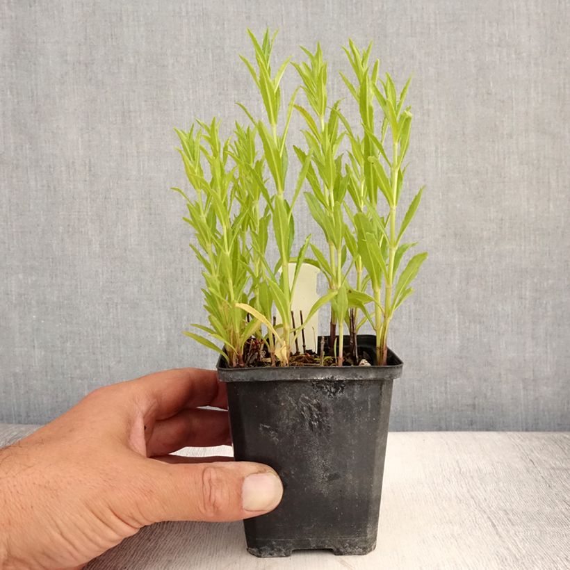 Ejemplar de Physostegia virginiana Red Beauty Maceta de 8/9 cm entregado en verano