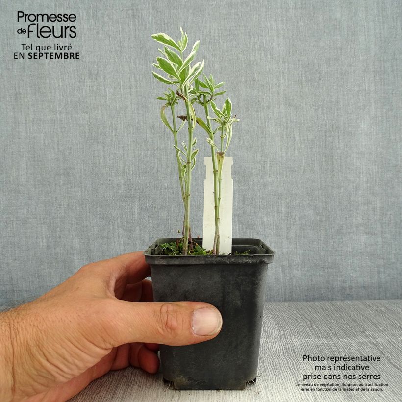 Ejemplar de Physostegia virginiana Variegata Godet de 9cm entregado en verano