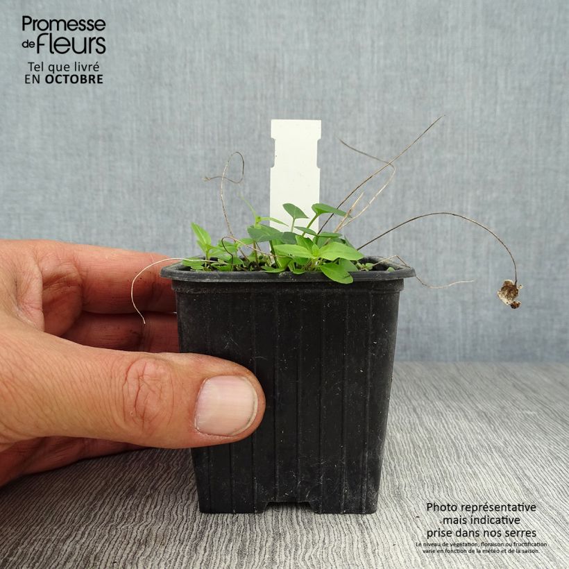 Ejemplar de Phyteuma scheuchzeri Maceta de 8/9 cm entregado en otoño