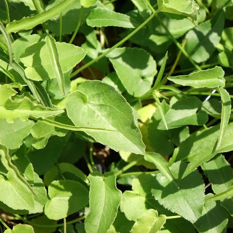 Phyteuma scheuchzeri (Follaje)