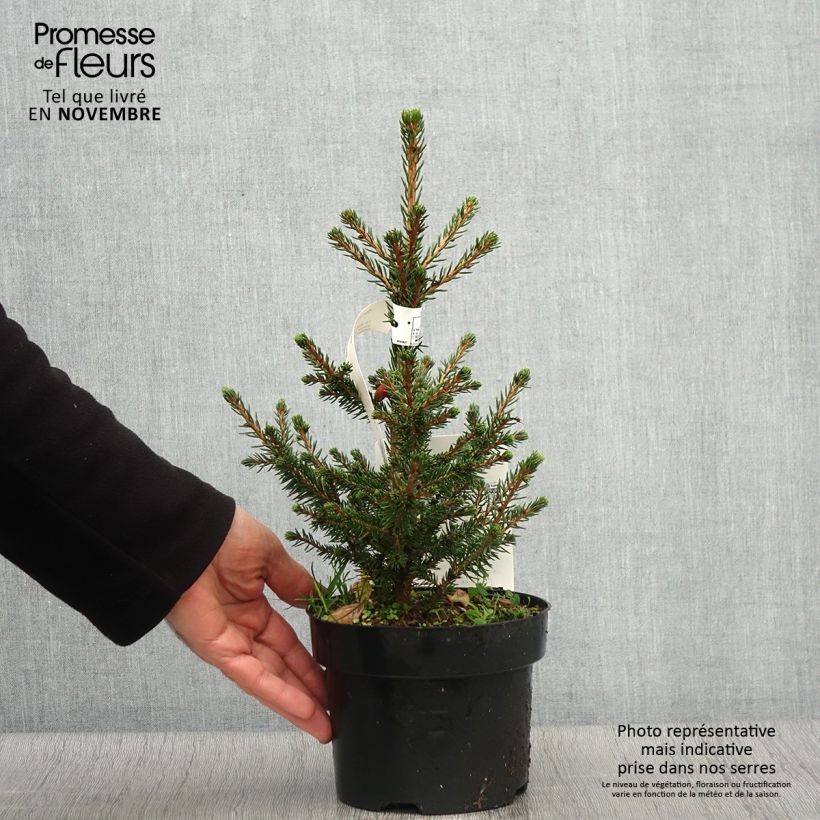 Ejemplar de Picea abies Will's Zwerg - Pícea común Maceta 2L/3L entregado en otoño