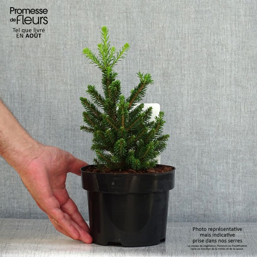 Ejemplar de Picea abies Will's Zwerg - Pícea común Maceta 2L/3LAltura de entrega aprox. 20/25cm entregado en verano