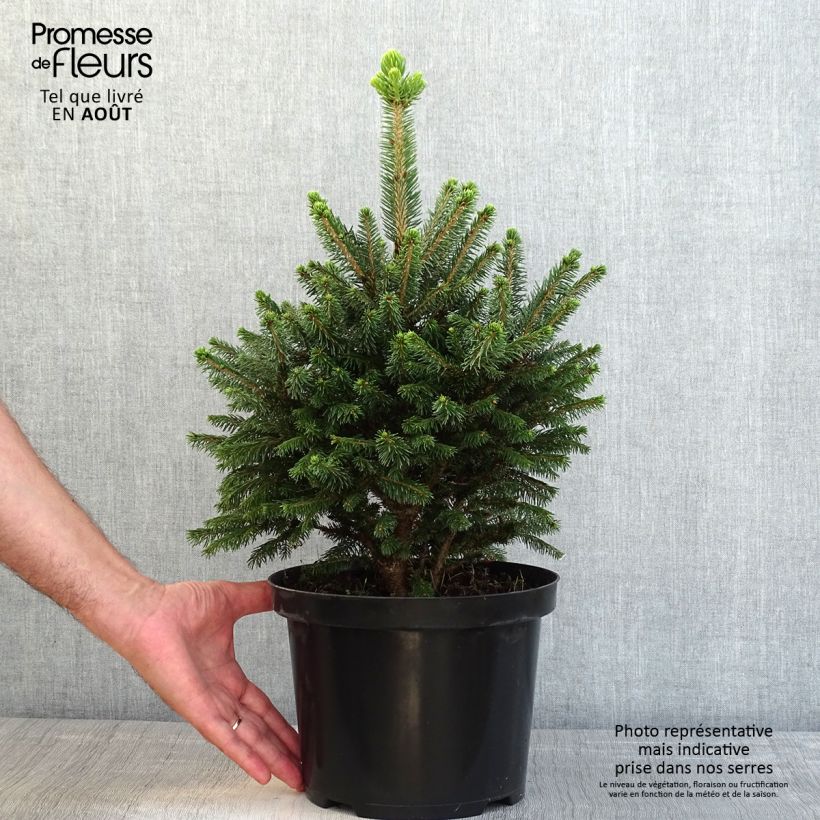 Ejemplar de Picea abies Will's Zwerg - Pícea común Maceta 7,5L/10LAltura de entrega aprox. 40/50cm entregado en verano
