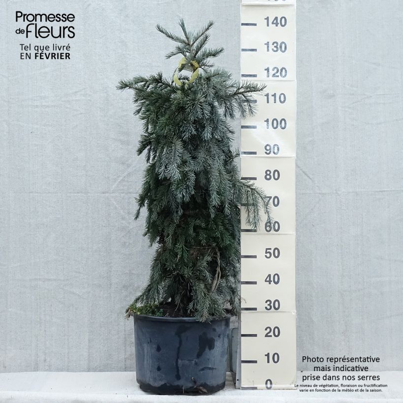Picea breweriana Maceta 3L/4L Ejemplar entregado en invierno