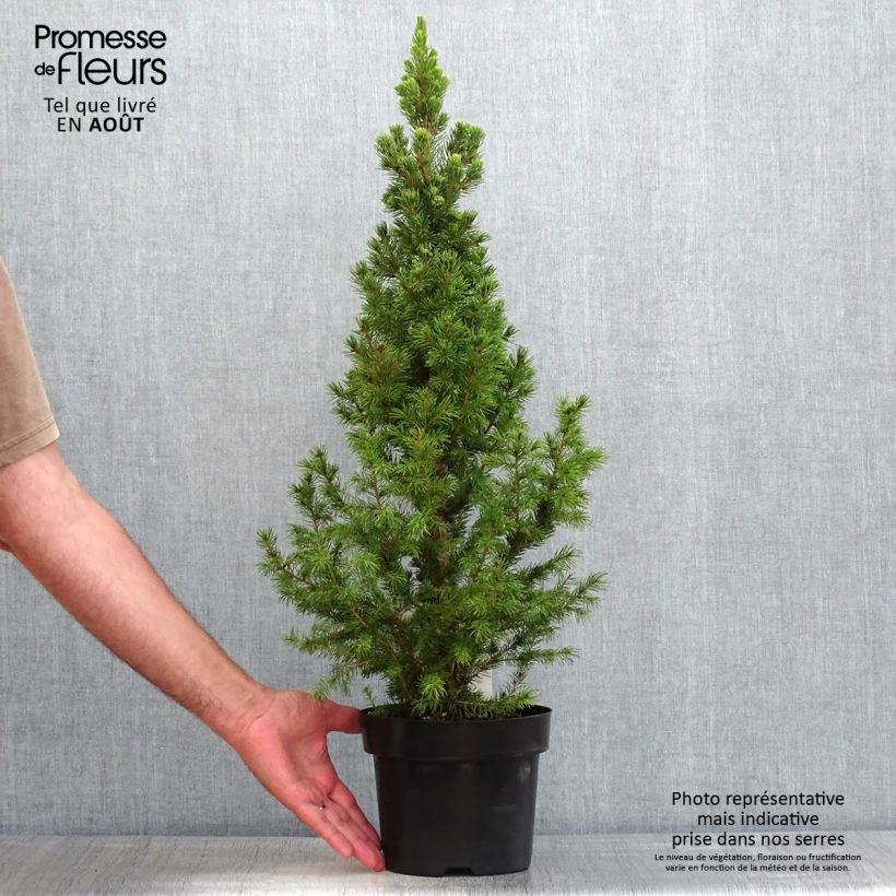 Ejemplar de Picea glauca December - Pícea blanca Maceta 3L/4L entregado en verano