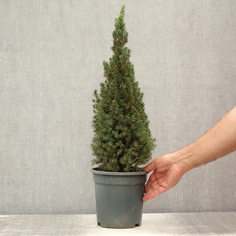 Ejemplar de Picea glauca Laurin - Pícea blanca Maceta 3L/4LAltura de entrega aprox. 20/30cm entregado en verano