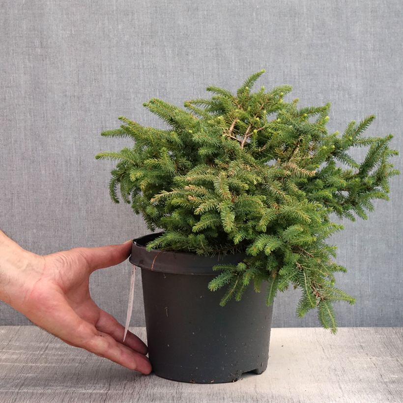 Ejemplar de Picea mariana Nana - Abeto negro Maceta 2L/3LAltura de entrega aprox. 15/20cm entregado en verano