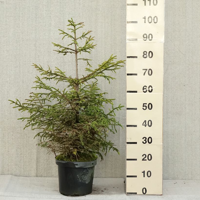 Ejemplar de Picea orientalis Aureospicata Maceta 7,5L/10L entregado en otoño