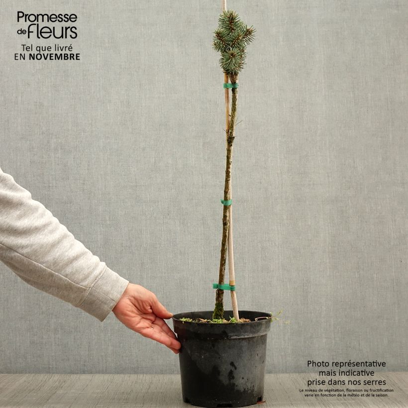 Ejemplar de Picea pungens Brynek - Pícea de Colorado Maceta 4L/5L entregado en otoño